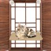 Hanging Bed And Window Perch For Cat.